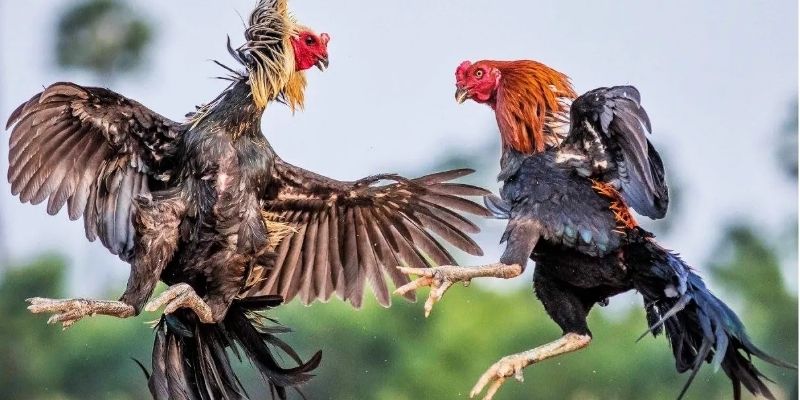 Cửa cược đá gà Bet88 mạo hiểm, thưởng trả hấp dẫn