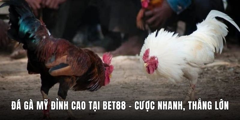 Đá Gà Mỹ Đỉnh Cao Tại Bet88 - Cược Nhanh, Thắng Lớn