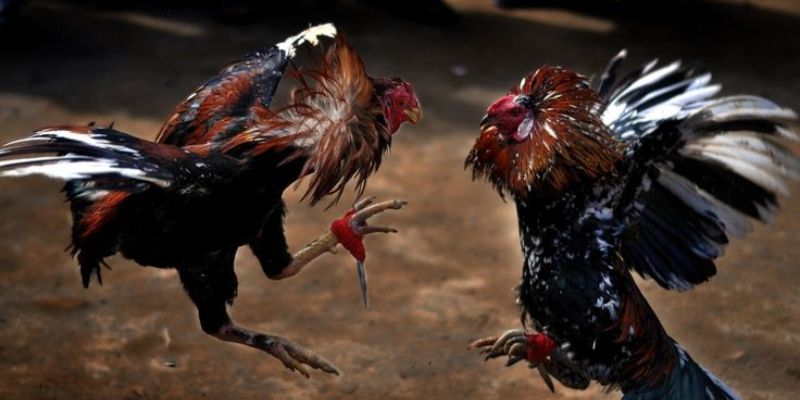 Học ngay tuyệt chiêu đỉnh để làm chủ mọi ván đá gà Peru