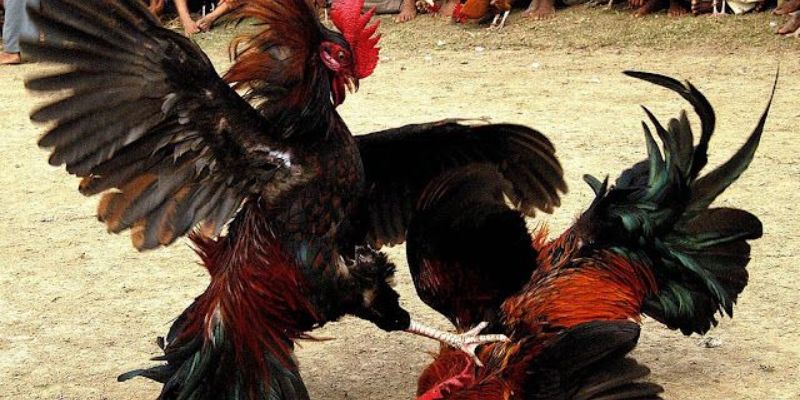 Nắm các chiến thuật cực đỉnh để thắng lớn mỗi ngày