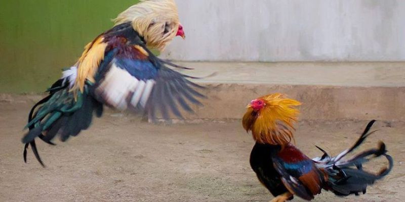 Nắm gọn thế trận trong tay với các lưu ý cần thiết