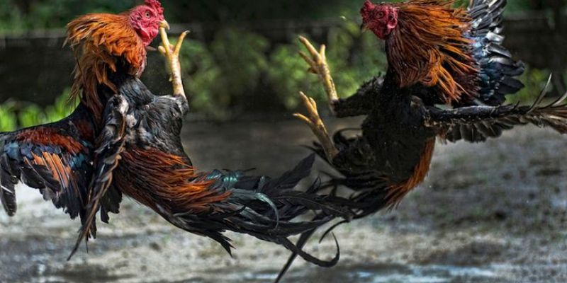 Nhớ các lưu ý để nâng cao tỷ lệ chiến thắng chọi kê