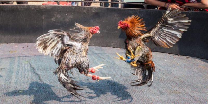 Trực Tiếp Đá Gà Thomo Cực Căng - Kèo Hay, Thưởng Lớn